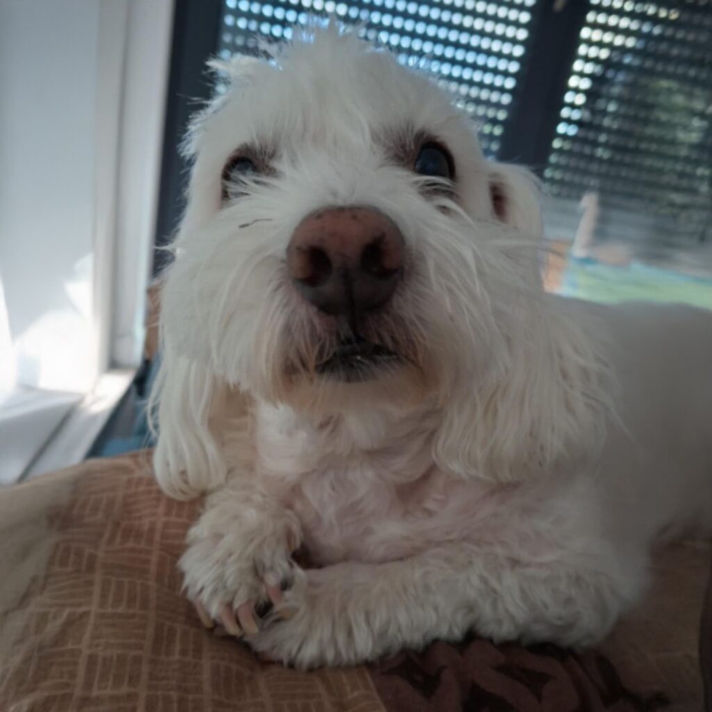 PorfilBoi